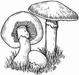 Mushroom Coloring Pages Drawing Drawings Color Colouring Visit Printable Different Sketches sketch template