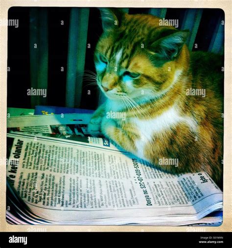 cat reading newspaper stock photo alamy