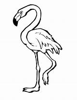 Flamingo Coloring Pages Clipart Outline Drawing Cartoon Flamingos Printable Color Bird Simple Cute Print Colouring Drawings Kids Animal Book Clipartmag sketch template