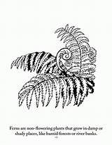 Coloring Botany Pages Fern Line Drawing Popular Getdrawings sketch template