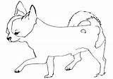 Chihuahua Coloring Pages Easy Kids sketch template