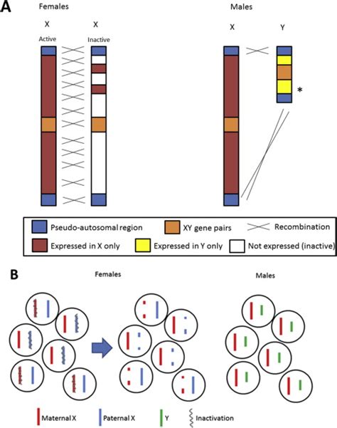 a schematic of the x and y chromosomes in males and females showing download scientific