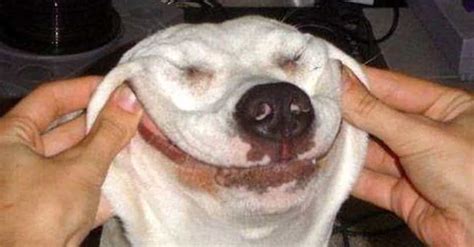 creepy dog smiles   weird dogs making weird faces