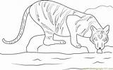 Coloringpages101 Tigers sketch template