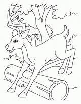 Coloring Pages Deer Hunting Buck Doe Clipart Library Popular sketch template