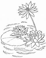 Lago Colorat Nenuphar Plantes Nuferi Lilies Coloriages Flowers Planse Disegni Colorare Waterlelies Ninfee Tekenen Desene Loto Fleur Nenufares Hyacinth Fiore sketch template