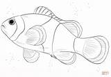 Pesce Poisson Pagliaccio Coloriage Pesci Clownfish Colorier Disegnare Poissons Nemo Passo Coloriages Anemone Xyz sketch template