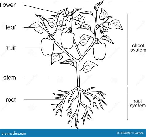 parts  plant morphology  anatomy  sprouted potato tuber vector