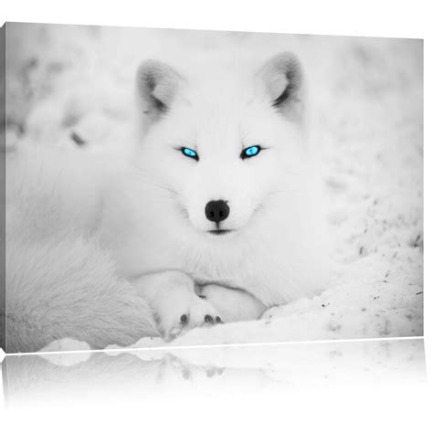 East Urban Home Arctic Fox With Shining Eyes Art Print On