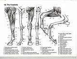 Forelimb Horse Muscles Dover sketch template