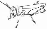 Grasshopper Coloring Pages Kids Line Drawing Getdrawings Nice Printable Color Getcolorings sketch template