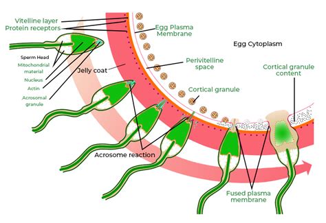 describe  process  fertilization  human beings geeksforgeeks