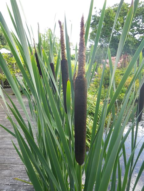 typha latifolia greater reed mace devon pond plants