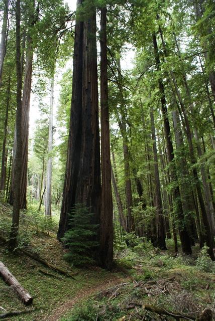 garden club  america grove save  redwoods league
