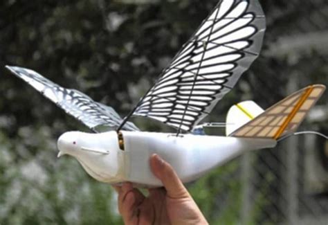 surveillance aerienne du pigeon photographe au drone pigeon