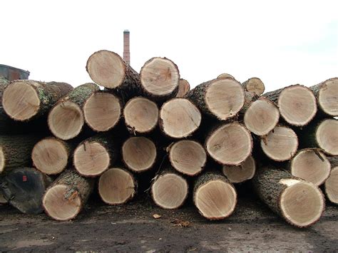 oak logs stock photo freeimagescom