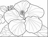 Coloring Flower Hibiscus Pages Flowers Single Spring Drawing Zinnia Japanese Petunia Large Plant Colouring Adult Step Printable Color Clipart Print sketch template