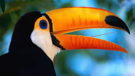 toucan beak bird wallpaper
