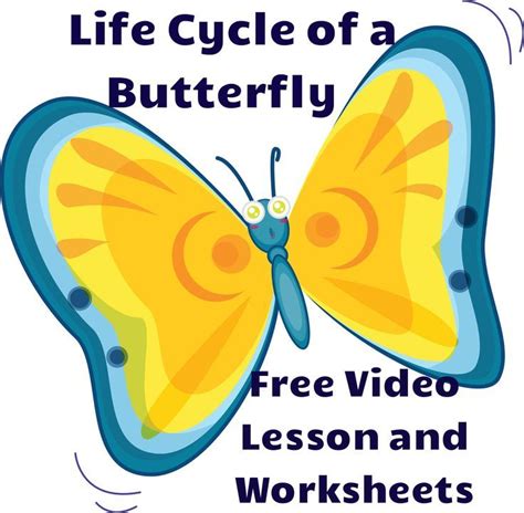life cycle   butterfly  video lesson  worksheets science