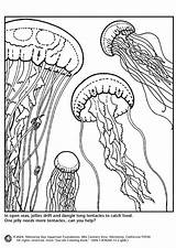 Jellyfish Ausmalbilder Qualle Medusas Meduse Quallen Colorare Kwallen Malvorlage Medusa Educima Schulbilder Colouring Zeeschildpad Edupics Coloringhome Schoolplaten Medienwerkstatt Educolor Große sketch template