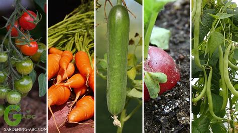 easiest vegetables  grow   gardener ideal  beginners
