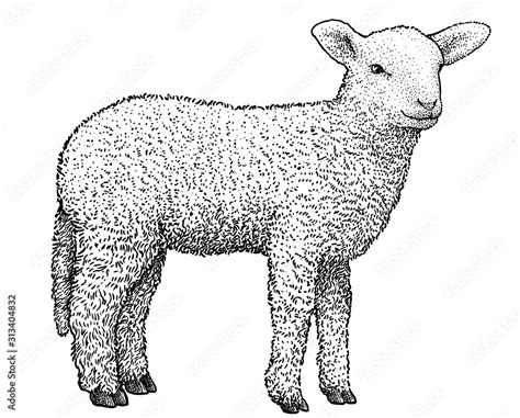lamb illustration drawing engraving ink  art vector stock
