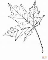 Maple Leaf Coloring Sugar Pages Drawing Japanese Template Online Gif sketch template