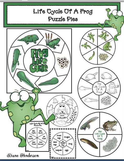 life cycle   frog activities frog activities life cycles frog