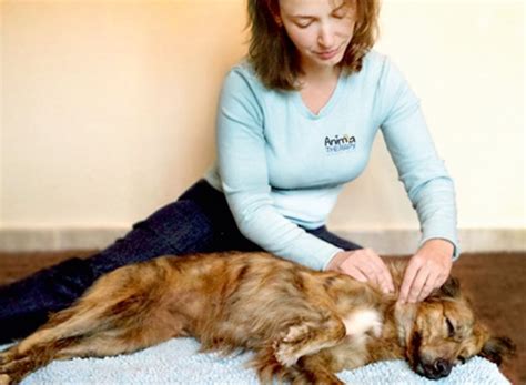 empresa é especializada em massagem para cães veja sÃo paulo
