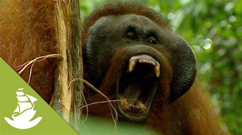borneos orangutans nesting  mating youtube