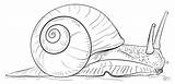 Snail Draw Coloring Drawing Pages Land Snails Drawings Sea Step Printable Giant Realistic Kids African Sheet Outline Simple Tutorials Escargot sketch template