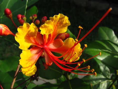 Pride Of Barbados Plant Care