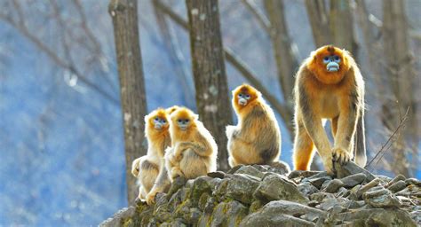 episode  snubbed   golden snub nosed monkey  creatures podcast