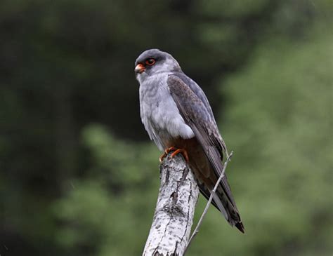shocking amur falcon massacre  nagaland surfbirds