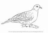 Tourterelle Draw Oiseaux Dove Turque Dessiner sketch template