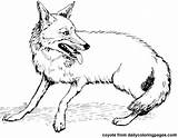 Coyote Coloring Pages Color Coyotes Realistic Kids Fox Printable Stuff Fun Animals Tpwd Getcolorings Print Animal sketch template