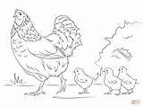 Coloring Pages Hen Chicks Cute Printable Drawing sketch template
