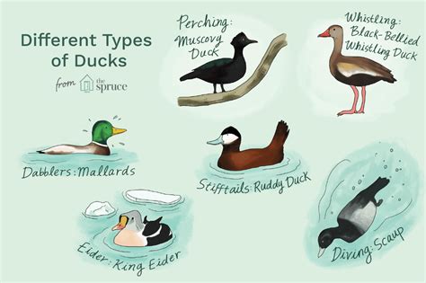 types  ducks types  ducks muscovy duck