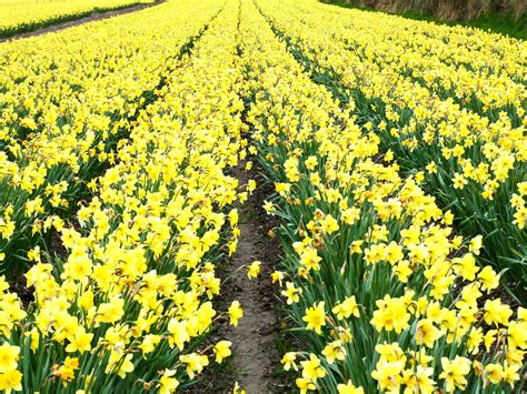 daffodil field  cornwall daffodils outdoor spring weather