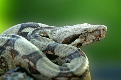 boa constrictor snakes behavior size length habitat facts