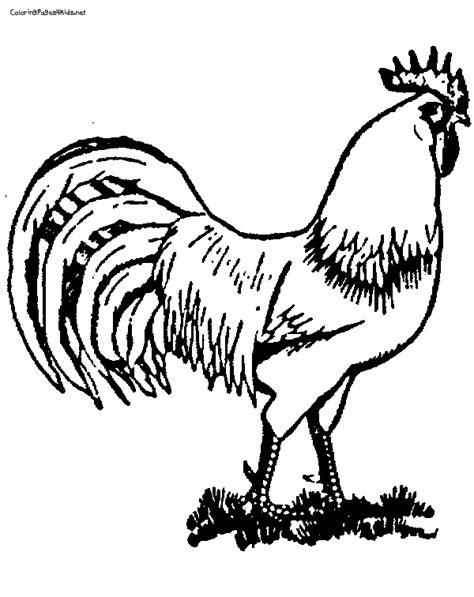 images  printable pictures  roosters printable rooster