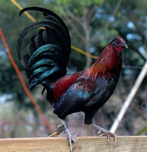 Imagenes De Gallos Finos De Pelea Imagenes De Gallos