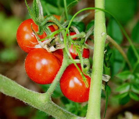 cherry tomatoes learn  nature