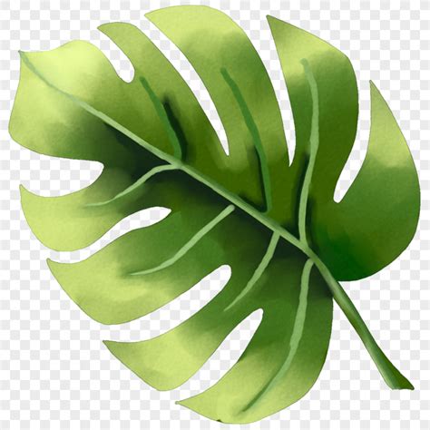 cartoon leaves material leaves plant png picture  clipart image