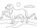 Hund Ausmalbild Zum Collie Kategorien sketch template