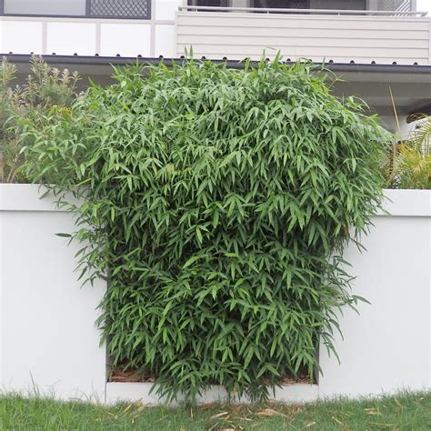 chinese dwarf bamboo bamboo