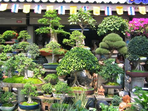 gambar tanaman hias bonsai  unik  cantik foto  gambar