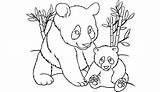 Panda Coloring Pages Baby Bear Printable Cute Drawing Bamboo Print Kids Line Color Sheets Pandas Animal Template Getcolorings Drawings Horse sketch template
