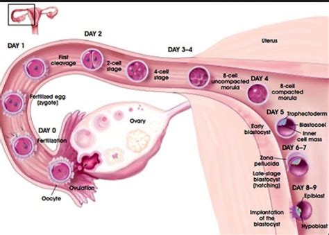 naija women health how to calculate your ovulation periods in order to know your free and