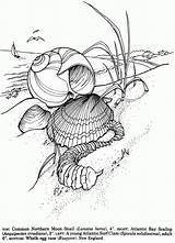 Coloring Pages Seashells Shells Book Sea Printable Adult Shell Publications Dover Drawing Visit Line Welcome Comments Color Colouring Doverpublications Coloringhome sketch template